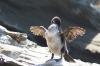 A flightless cormorant dries its stubby wings in the sun.