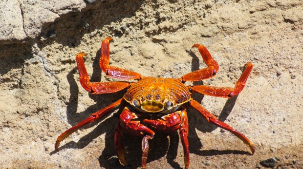 Huge, colourful crabs can be spotted on the rocks all over the islands.
