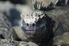 Marine iguanas extract fresh water from sea water, blowing the salt through their nostrils.