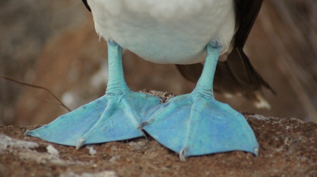 They don't call them blue-footed boobies for nothing.