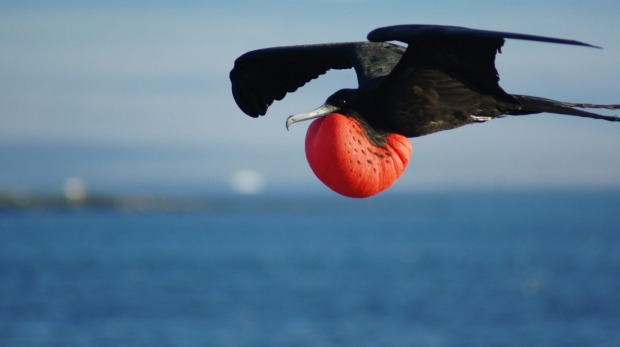 A frigate bird with its display sack inflated.