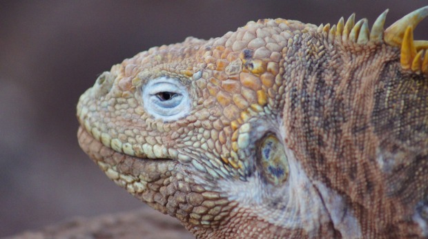 A giant land iguana. Unlike the black marine iguanas, these ones don't swim.