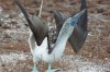 A blue-footed booby dances to attract some female attention.