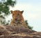 A leopard keeping watch in Yala National Park.