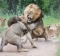 Lions battle for ascendancy at Sabi Sabi Private Game Reserve.