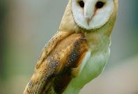 Owls: Night Vision, Directional Hearing