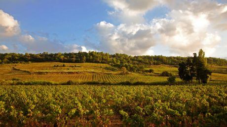 A river of red wine has been dumped in the streets of Languedoc.