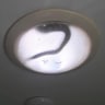 'There's a snake in my skylight': python gives resident a fright