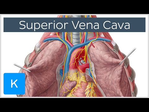 Superior vena cava - Function, Definition & Anatomy - Human Anatomy | Kenhub