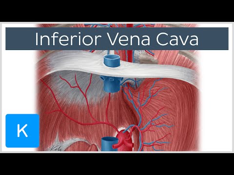 Inferior vena cava - Function, Definiton & Anatomy - Human Anatomy | Kenhub