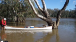 rescuing koala