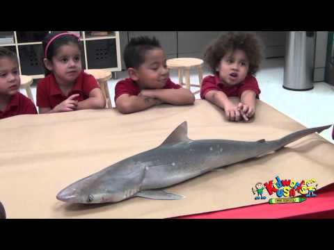 KIDWORKS USA, Shark Class 2015