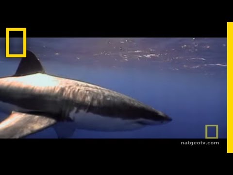 Shark Alert!  Species Struggle | National Geographic