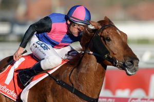 Everest possibility: Vega Magic, one of David Hayes' top sprinters. 