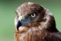 An Australasian harrier hawk named Ahi which has been helped by the New Zealand Raptor Trust, based in Timaru.