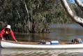 A koala is rescued by La Trobe students