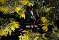 Dan Marges senior horticulturalist at the Australian National Botanical Gardens in Canberra under Acacia covenyi wattle ...