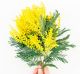 Iceland poppy on white background