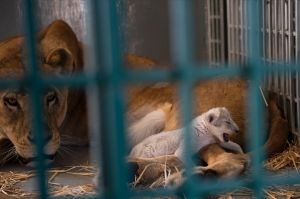 In this Saturday, Aug. 12, 2017 photo, a lion rescued from a zoo in the war-torn Syrian city of Aleppo cuddles her ...