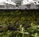 Marijuana plants in a grow house  in Quincy, Massachusetts. Legislators there are trying to rewrite a law passed by ...