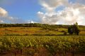 A river of red wine has been dumped in the streets of Languedoc.