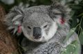 "Lucy", a female koala sits in an enclosure at the South West WIRES branch awaiting release pending an all clear from ...