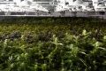 Marijuana plants in a grow house  in Quincy, Massachusetts. Legislators there are trying to rewrite a law passed by ...