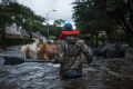 Trey Holladay, part of a civilian search and rescue crew, attempts to herd cattle through a neighbourhood in Houston.