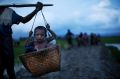 An ethnic Rohingya child from Myanmar is carried in a basket past rice fields after crossing over to Bangladesh.