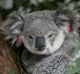 "Lucy", a female koala sits in an enclosure at the South West WIRES branch awaiting release pending an all clear from ...