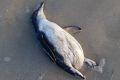 A dead penguin was found on a beach in Safety Bay.