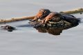 An alligator moves along flood waters from the Guadalupe River spilling over Texas Highway.