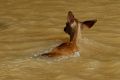 A young deer swims through floodwaters in Houston, Texas, on Tuesday.