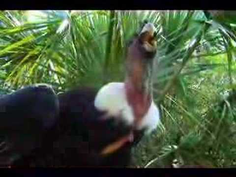 Meet the worlds biggest flying bird, the Andean Condor