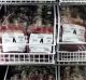 Red Cross Blood Bank - Blood type A is stored in the fridges at the Red Cross Clarence street premises in the City, ...