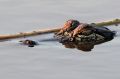 An alligator moves along flood waters from the Guadalupe River spilling over Texas Highway.