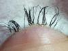 Supplied Editorial Eyelash disaster Perth. Picture: Facebook/Emmaculate Beuauty