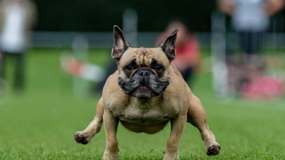 A French Bulldog speeds across the 50 meter course during the Pug and Bulldog Race 2017 in Wernau, Germany, Sunday, ...