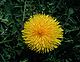 Taraxacum-vulgare.JPG