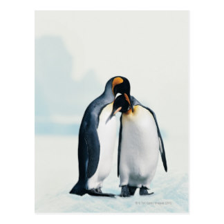 Two affectionate penguins postcard