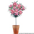 Pair of Pink Patio Standard Oleander 65cm Tall in 5L Pots