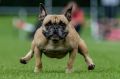 A French Bulldog speeds across the 50 meter course during the Pug and Bulldog Race 2017 in Wernau, Germany, Sunday, ...