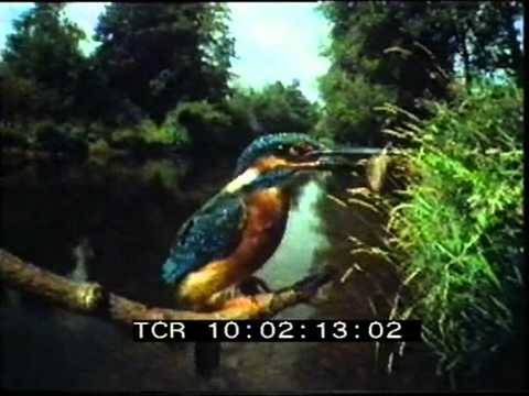 BBC Natural History promotional film