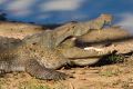 Bob Katter's crocodile concerns featured in Parliament on Monday.