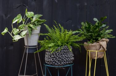 A breath of fresh air: Indira Naidoo's top five plants for indoor living