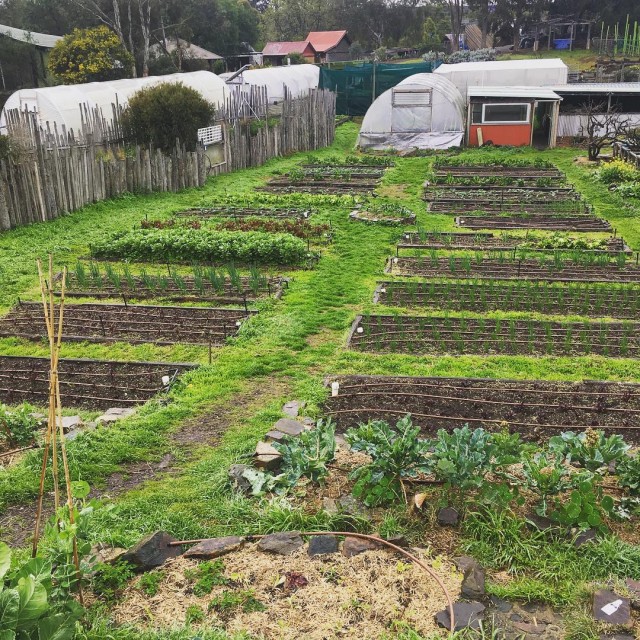 Honey Lane Market Garden loves the morning rain Bring onhellip