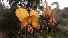 Donkey orchids in Kings Park