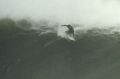 A surfer at Coogee bombora on Monday.