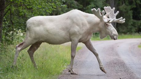 A rare white moose is spotted in Gunnarskog, Varmland province, Sweden. 