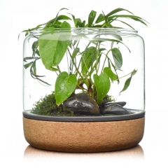 Sanctuary M Terrarium - Temperate